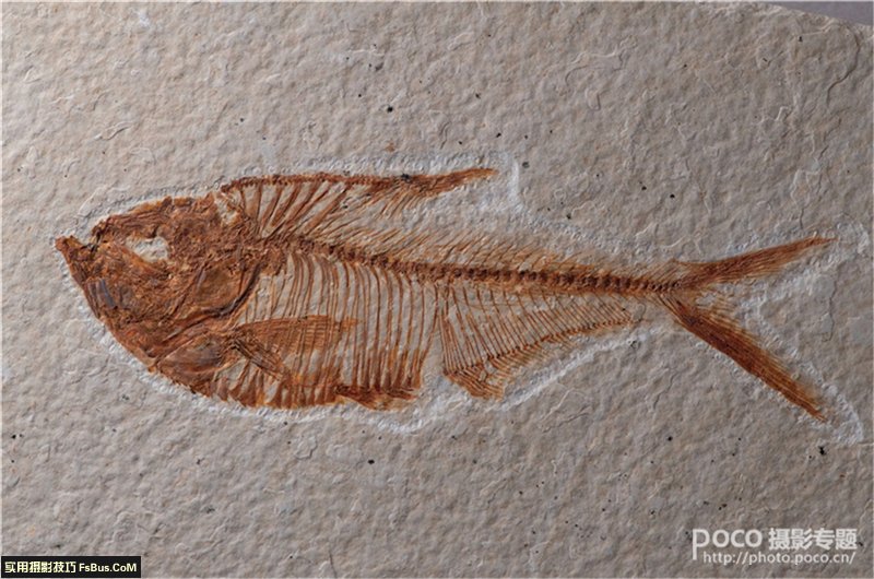 不仅仅是人像 微距拍摄补光大全_4_3 不仅仅是人像 微距拍摄补光大全