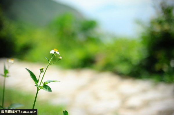 善用对核心 创造浅景深构图