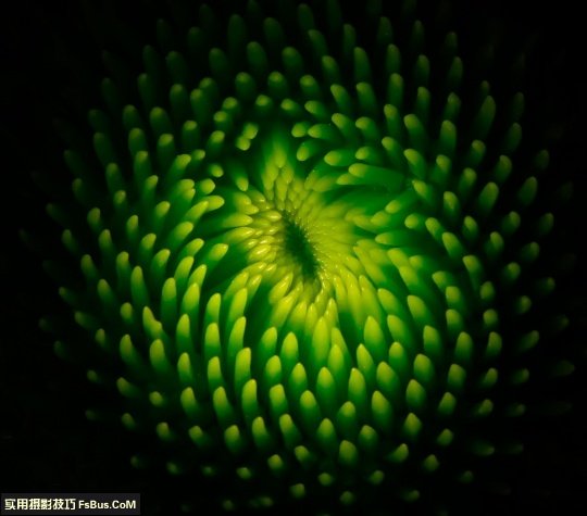 教你打破微距拍摄的思维定式 教你打破微距拍摄的思维定式
